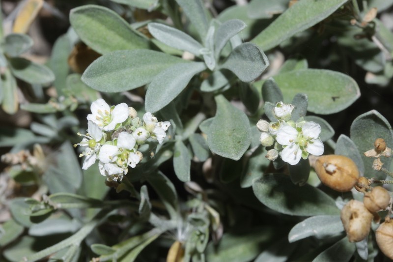 Hormathophylla saxigena photo 4
