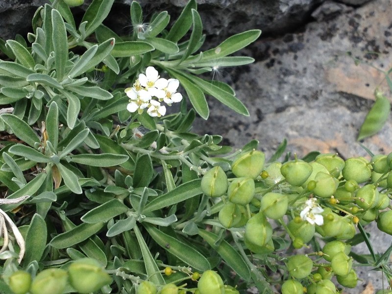 Hormathophylla saxigena photo 5
