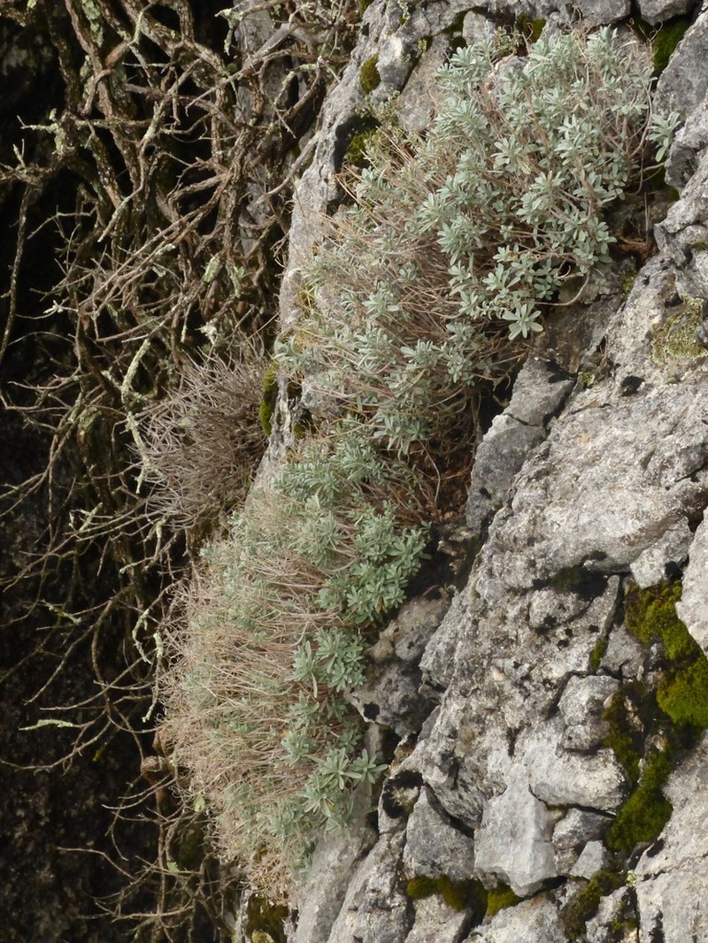 Hormathophylla saxigena photo 6