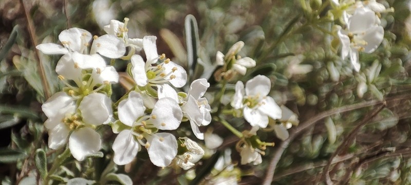Hormathophylla saxigena photo 7