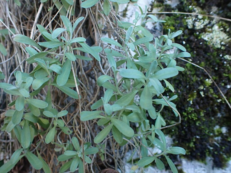 Hormathophylla saxigena photo 8