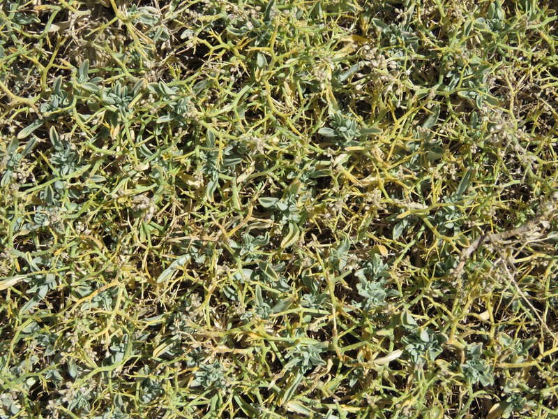 Hormathophylla spinosa