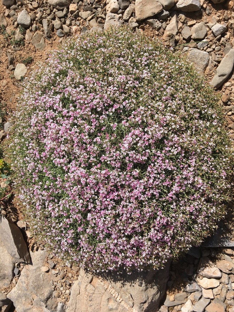 Hormathophylla spinosa photo 2