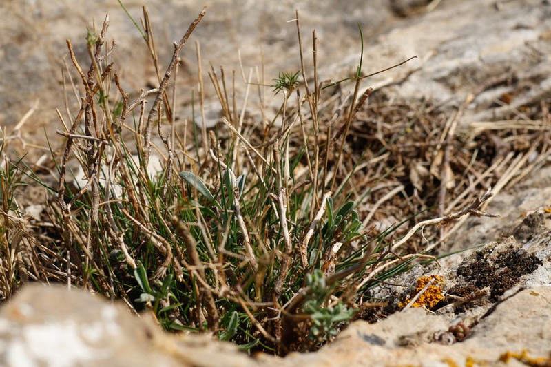 Hormathophylla spinosa photo 3