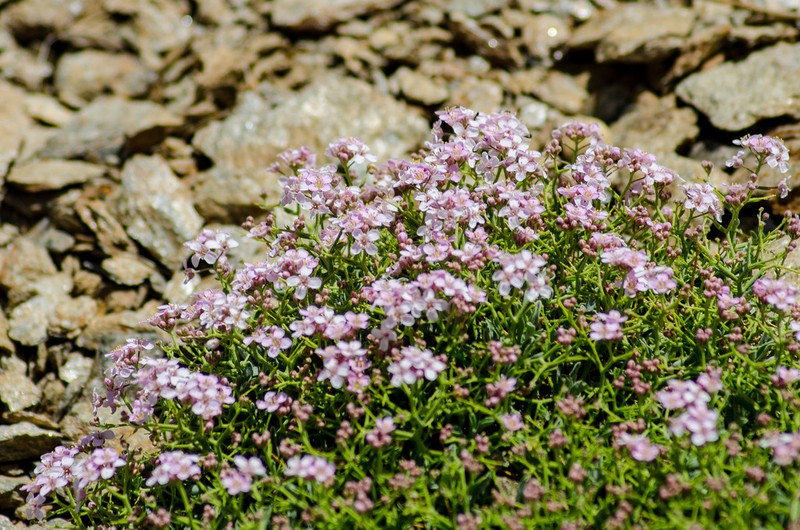 Hormathophylla spinosa photo 4
