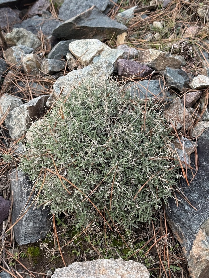 Hormathophylla spinosa photo 5