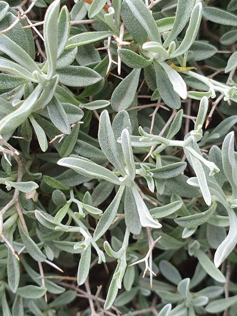 Hormathophylla spinosa photo 7