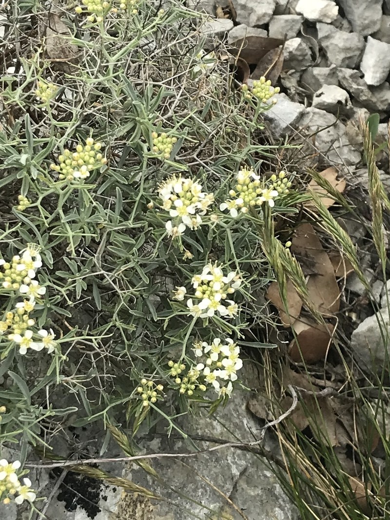 Hormathophylla spinosa photo 8