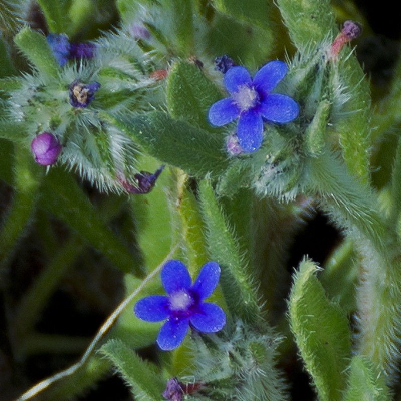 Hormuzakia aggregata