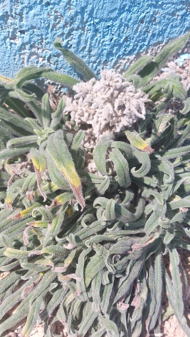 Hormuzakia aggregata photo 2