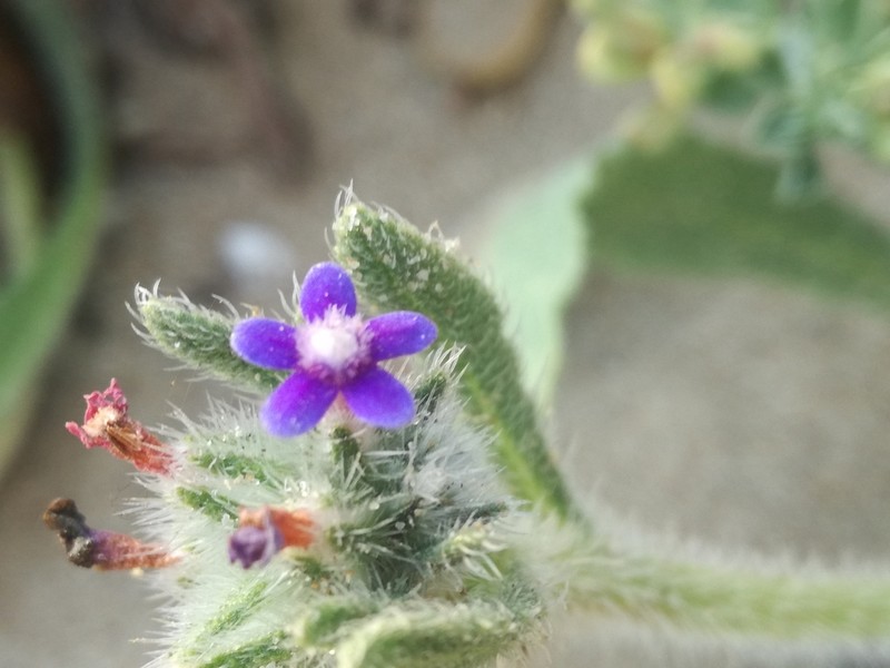 Hormuzakia aggregata photo 3