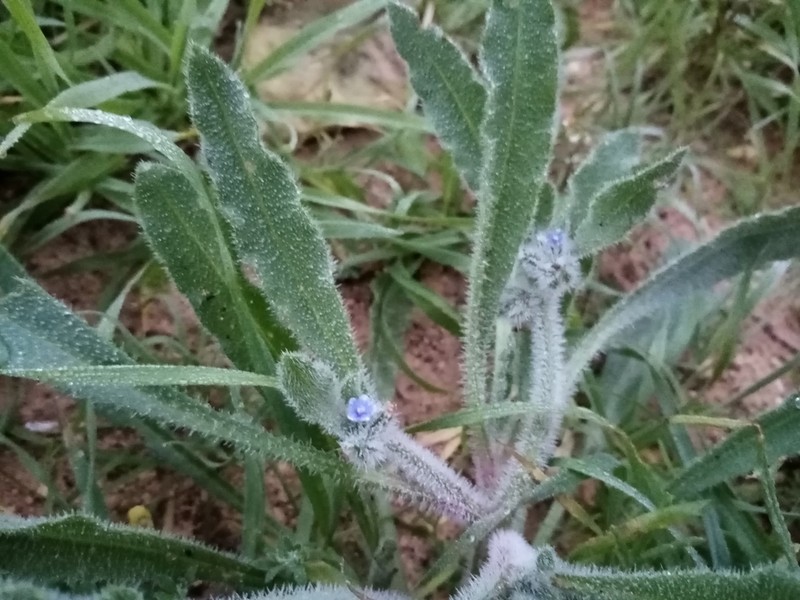 Hormuzakia aggregata photo 4