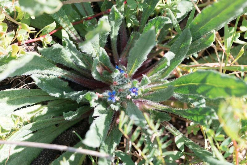 Hormuzakia aggregata photo 5