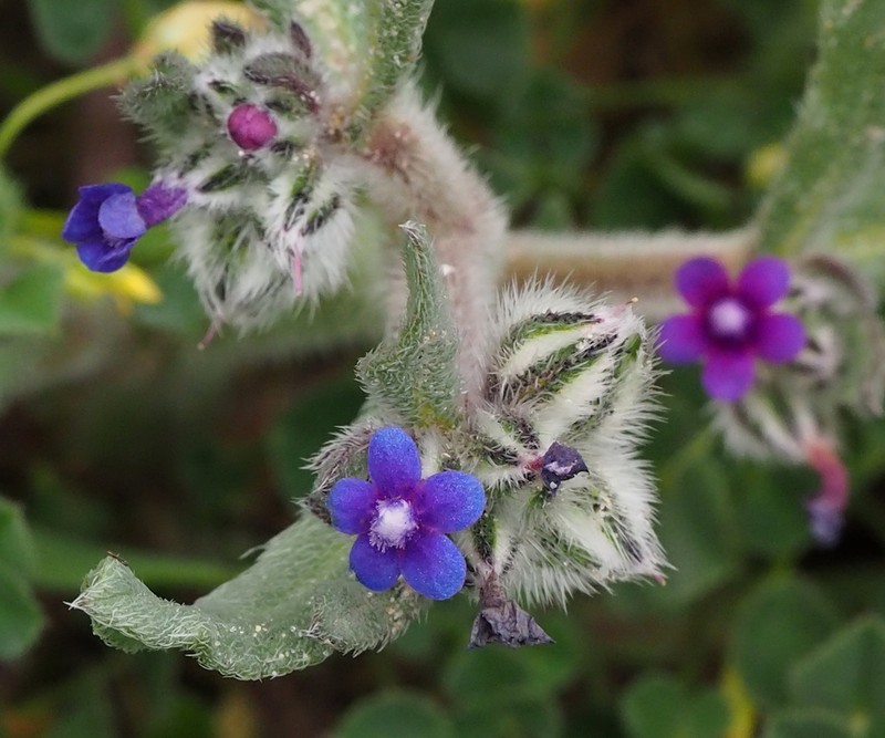 Hormuzakia aggregata photo 6