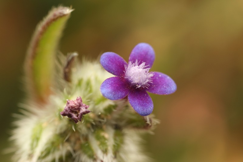 Hormuzakia aggregata photo 7