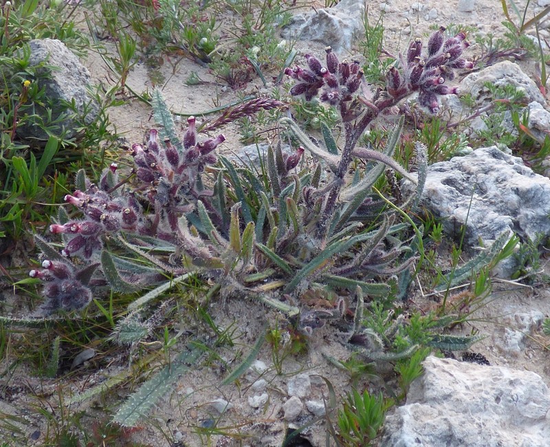 Hormuzakia limbata