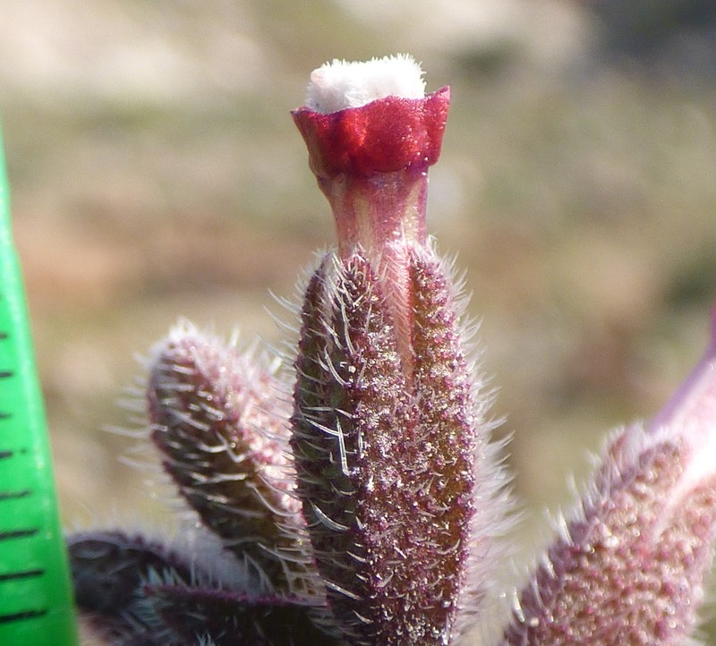 Hormuzakia limbata photo 2