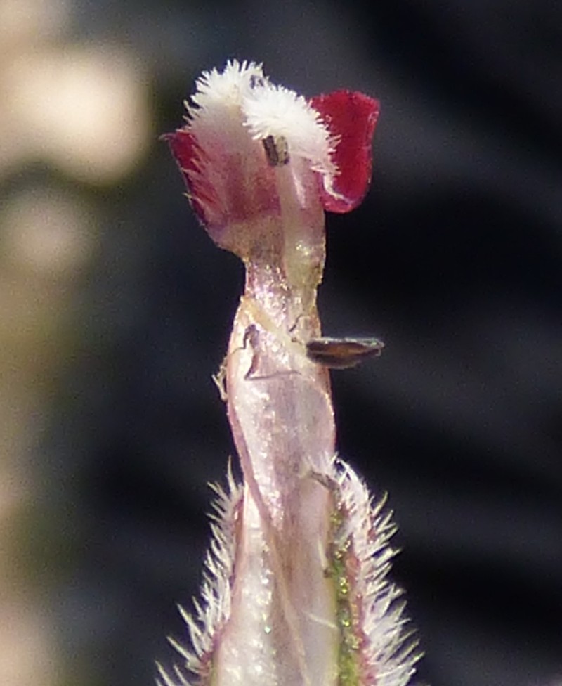 Hormuzakia limbata photo 3