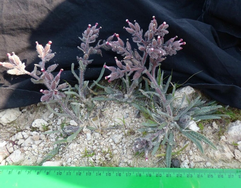 Hormuzakia limbata photo 5