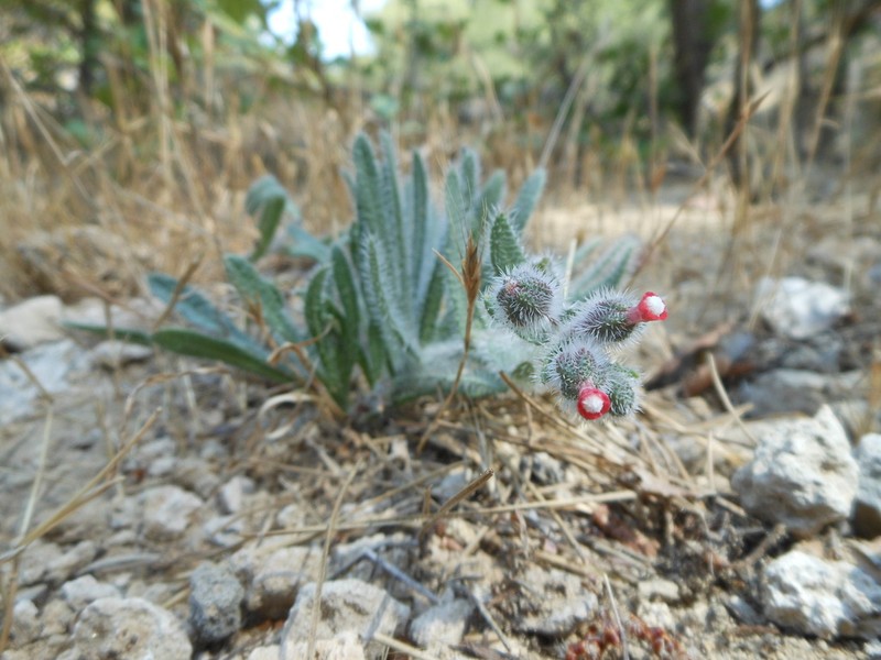 Hormuzakia limbata photo 7