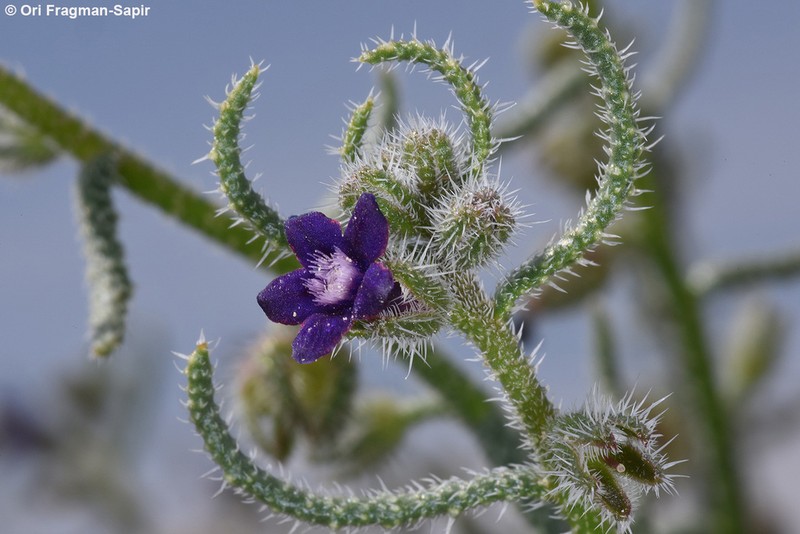 Hormuzakia negevensis