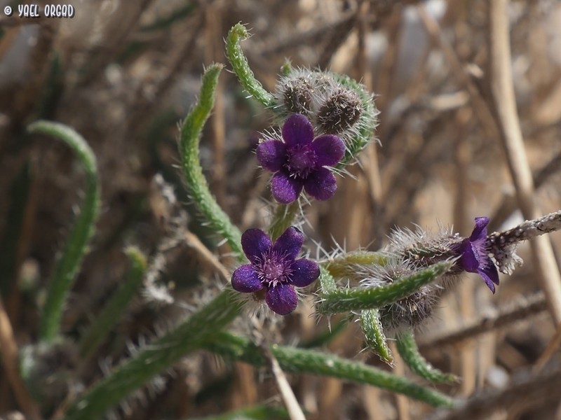 Hormuzakia negevensis photo 2