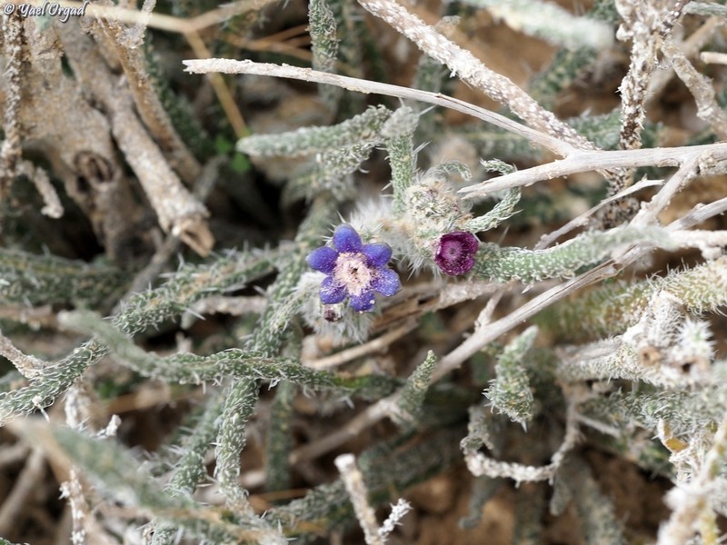 Hormuzakia negevensis photo 4