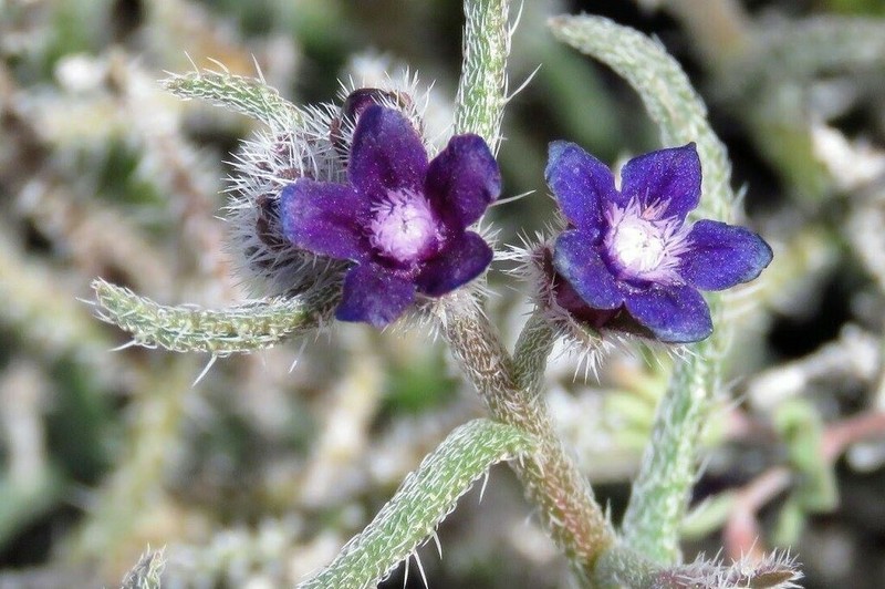 Hormuzakia negevensis photo 5
