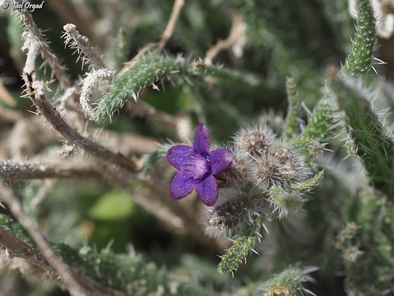 Hormuzakia negevensis photo 6