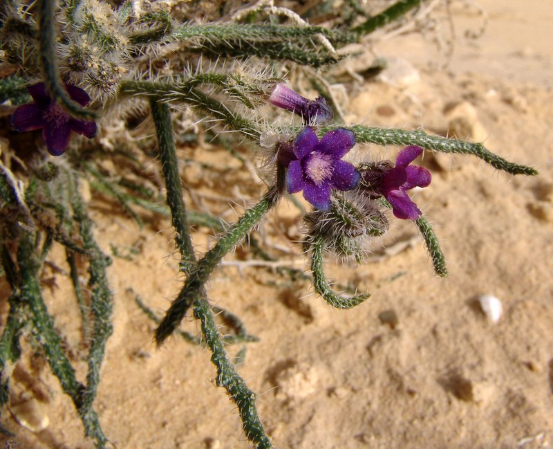 Hormuzakia negevensis photo 7