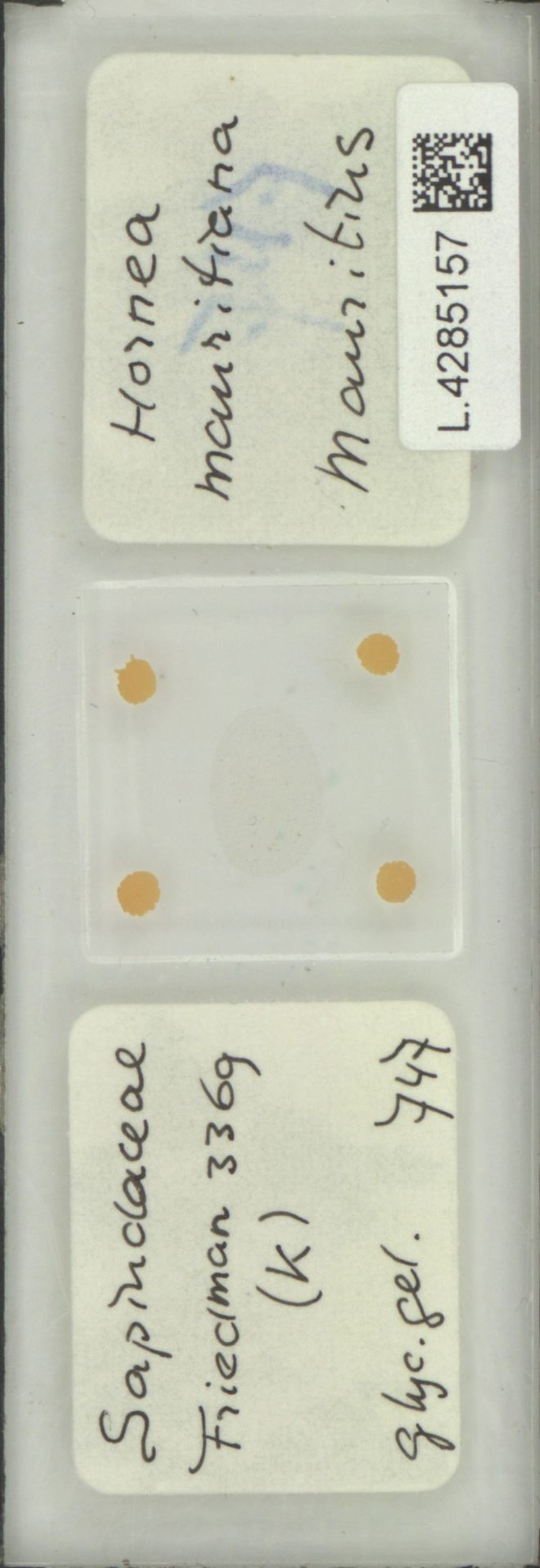 Hornea mauritiana photo 3