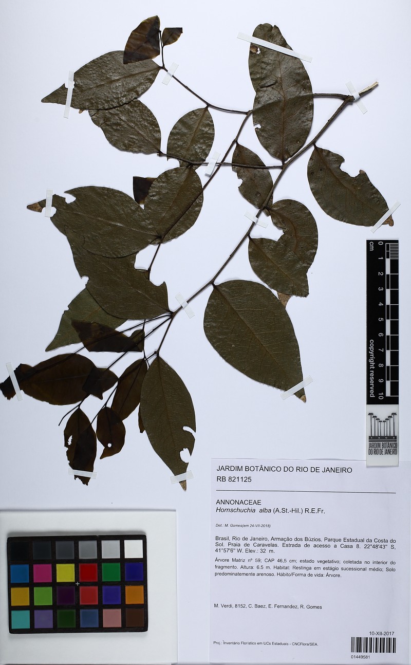 Hornschuchia alba