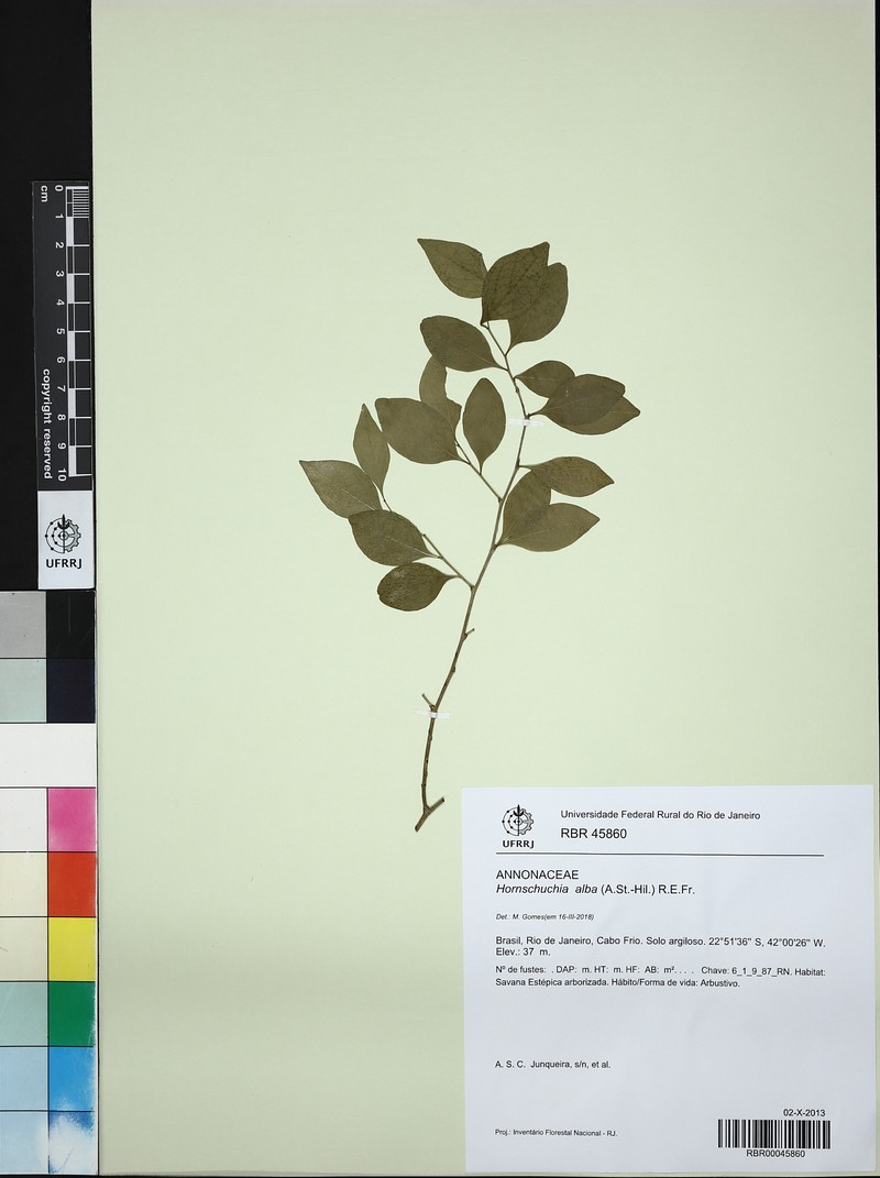 Hornschuchia alba photo 2