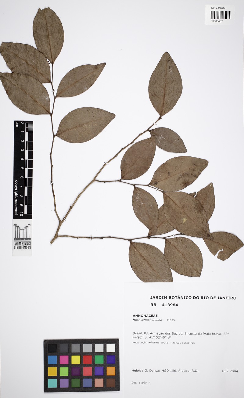 Hornschuchia alba photo 3