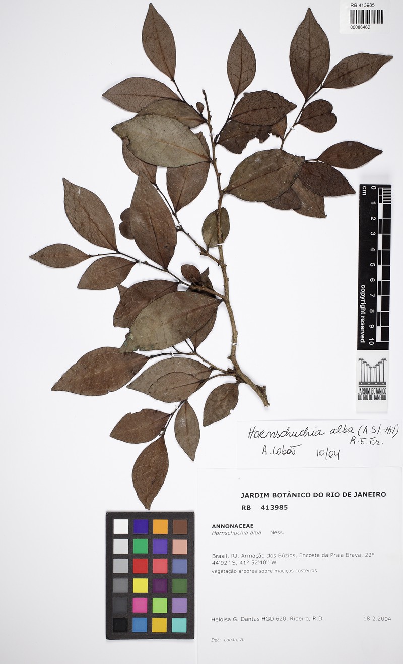 Hornschuchia alba photo 4