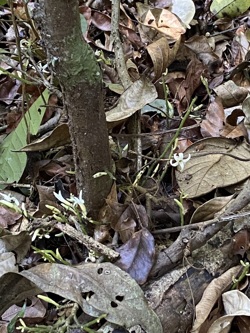 Hornschuchia bryotrophe