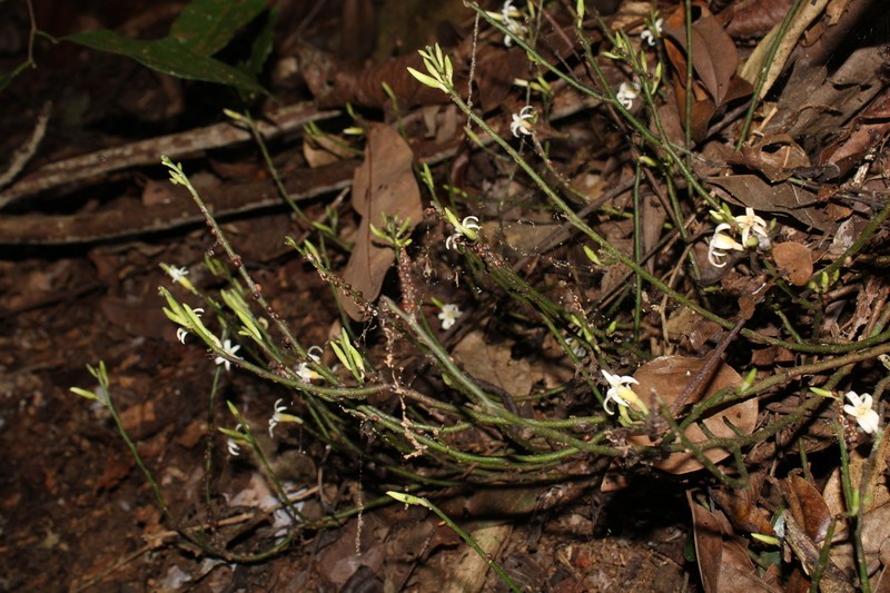 Hornschuchia bryotrophe photo 2