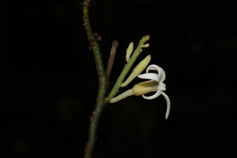 Hornschuchia bryotrophe photo 3