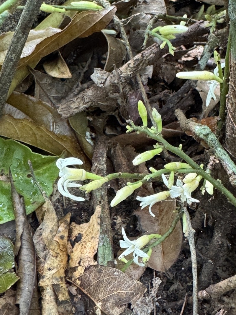 Hornschuchia bryotrophe photo 4