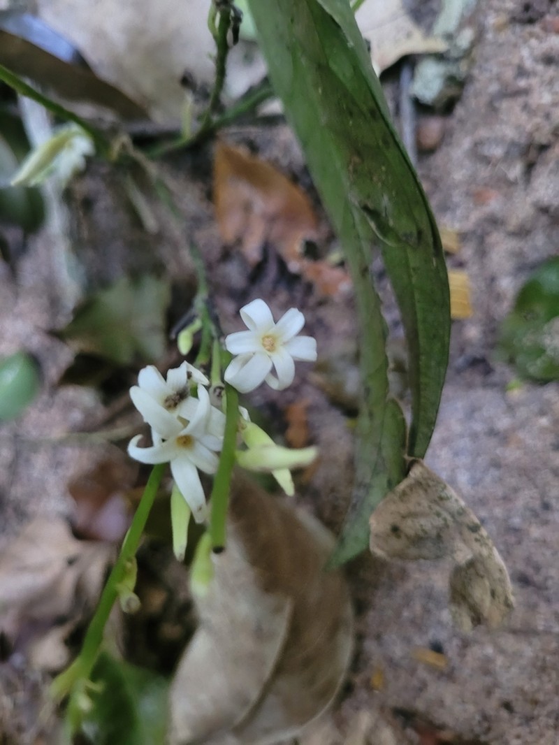 Hornschuchia bryotrophe photo 6