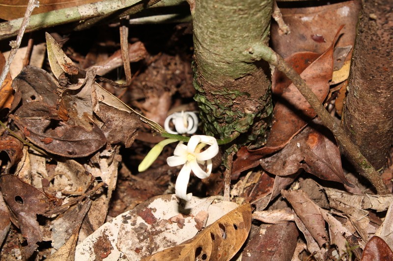 Hornschuchia bryotrophe photo 8
