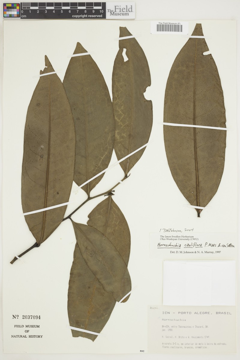 Hornschuchia cauliflora
