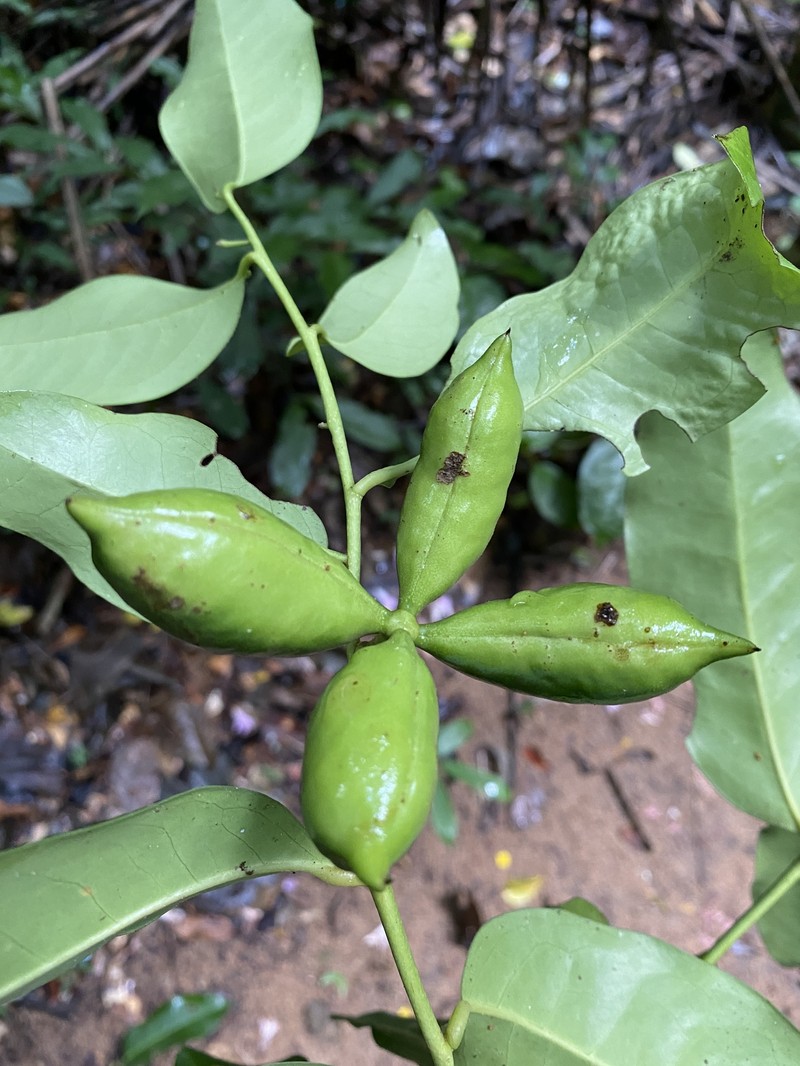 Hornschuchia citriodora photo 3