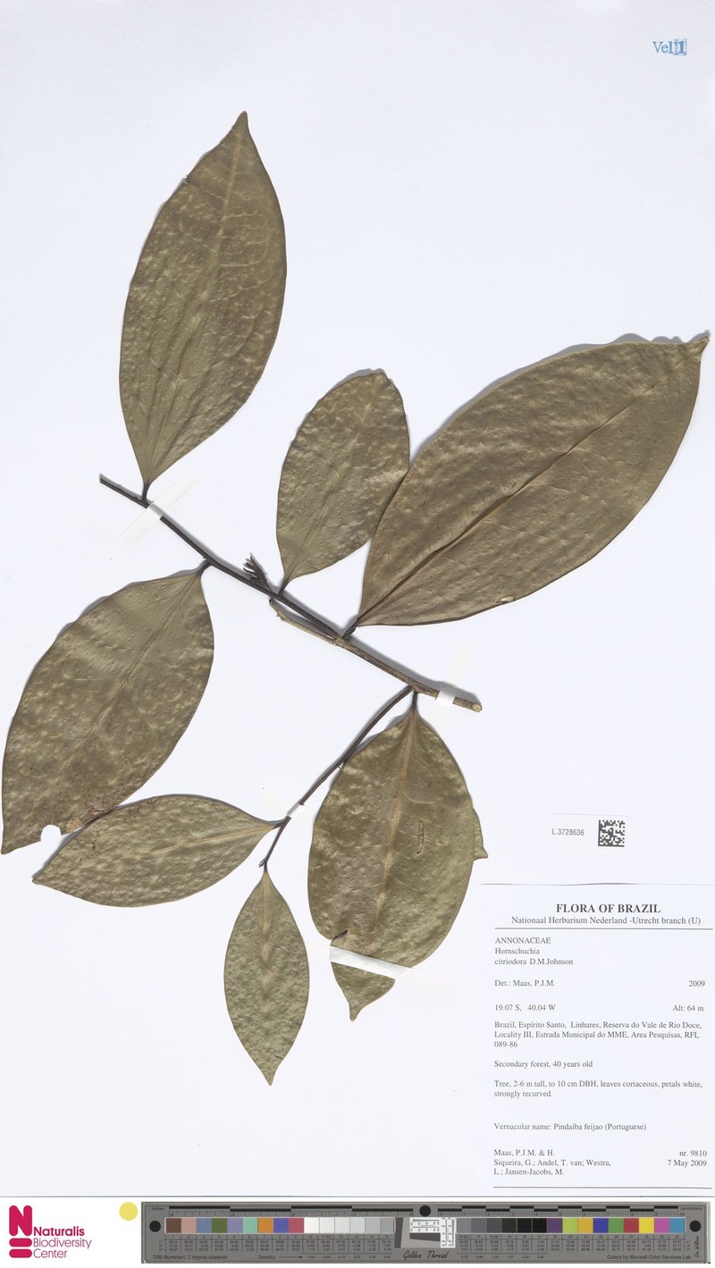 Hornschuchia citriodora photo 5