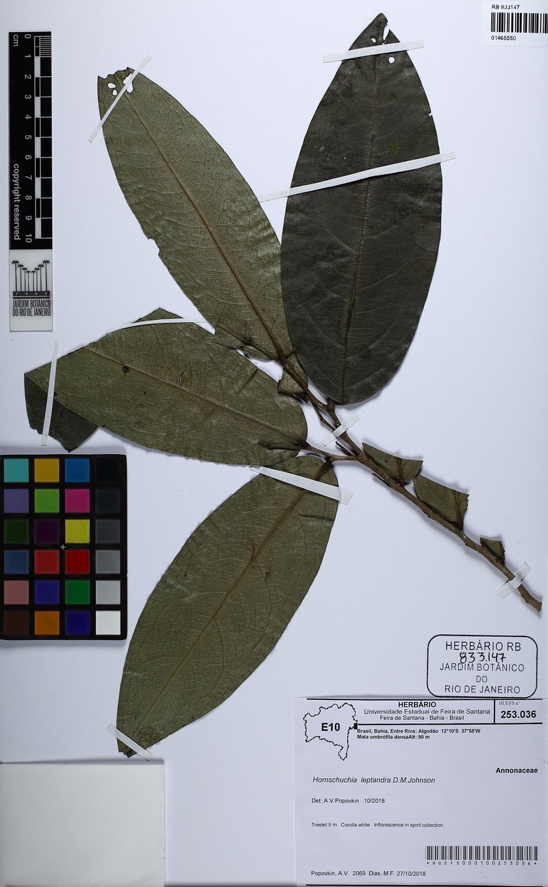 Hornschuchia leptandra