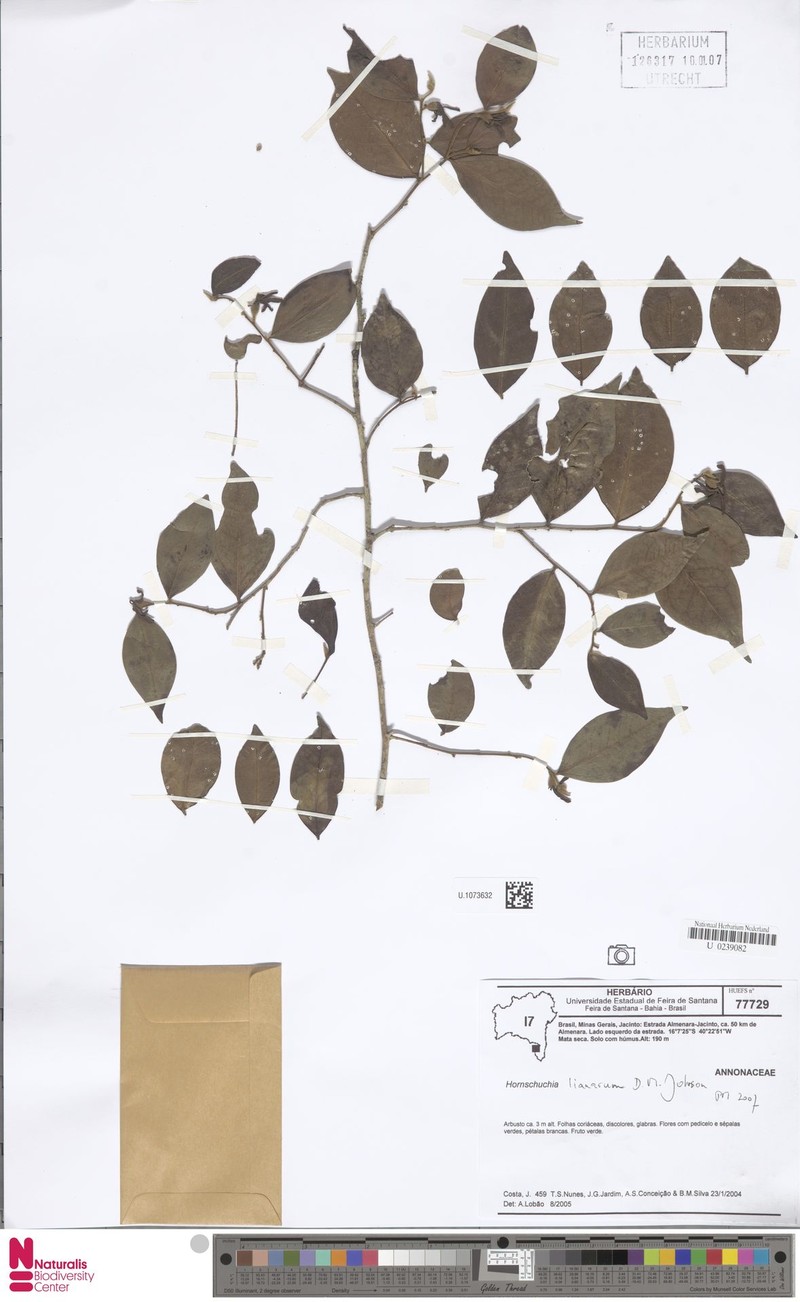 Hornschuchia lianarum