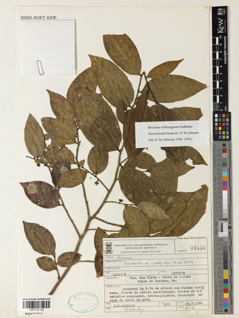 Hornschuchia lianarum photo 2
