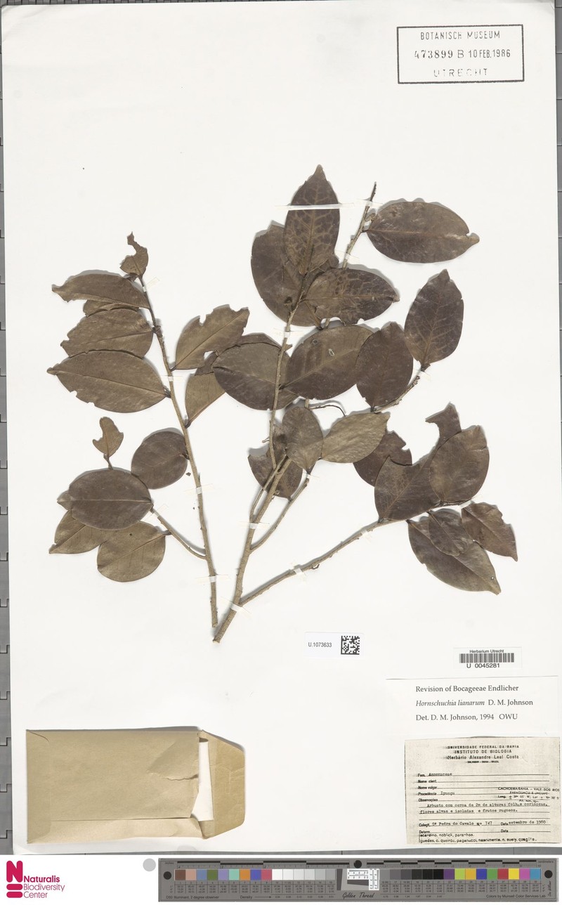 Hornschuchia lianarum photo 3
