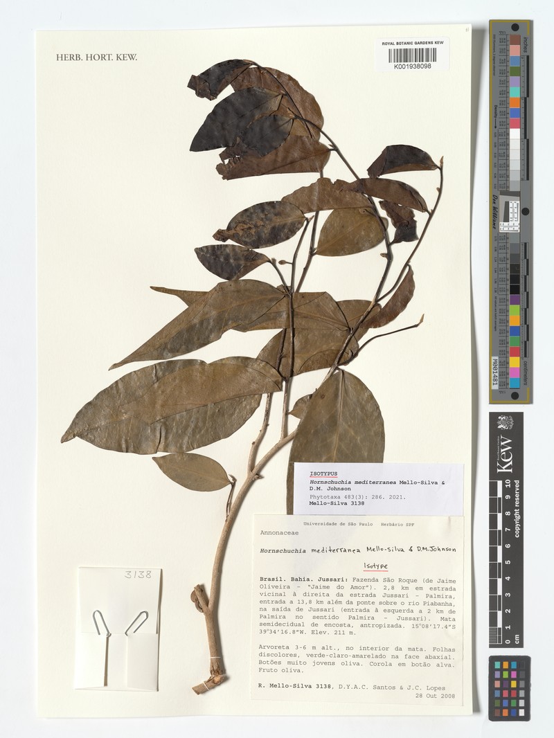 Hornschuchia mediterranea photo 2