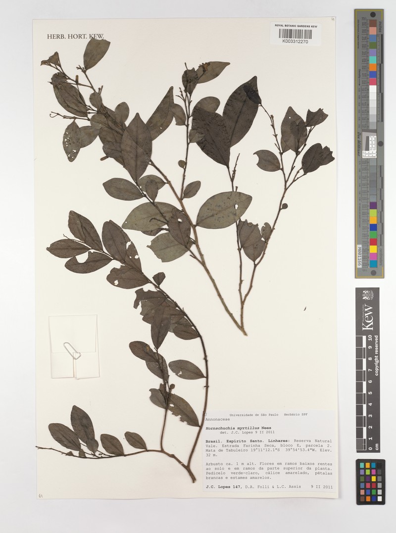 Hornschuchia myrtillus